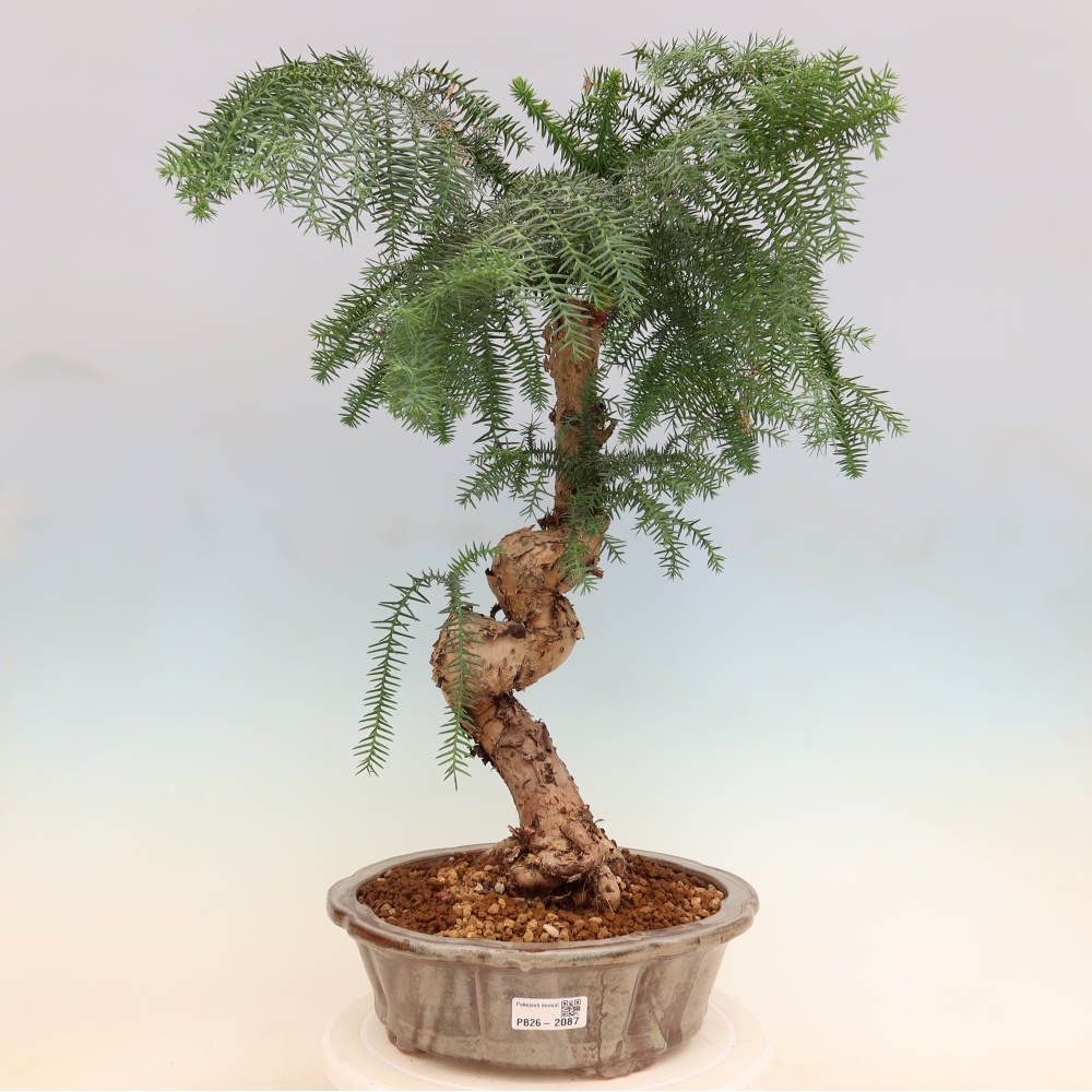 Szobai bonsai - Araucaria - szobai lucfenyő