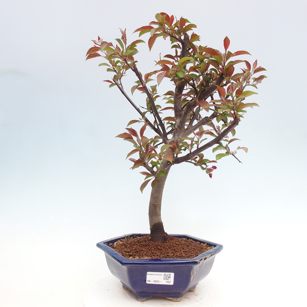 Kültéri bonsai -Malus domestica - Kis gyümölcsű piros levelű almafa