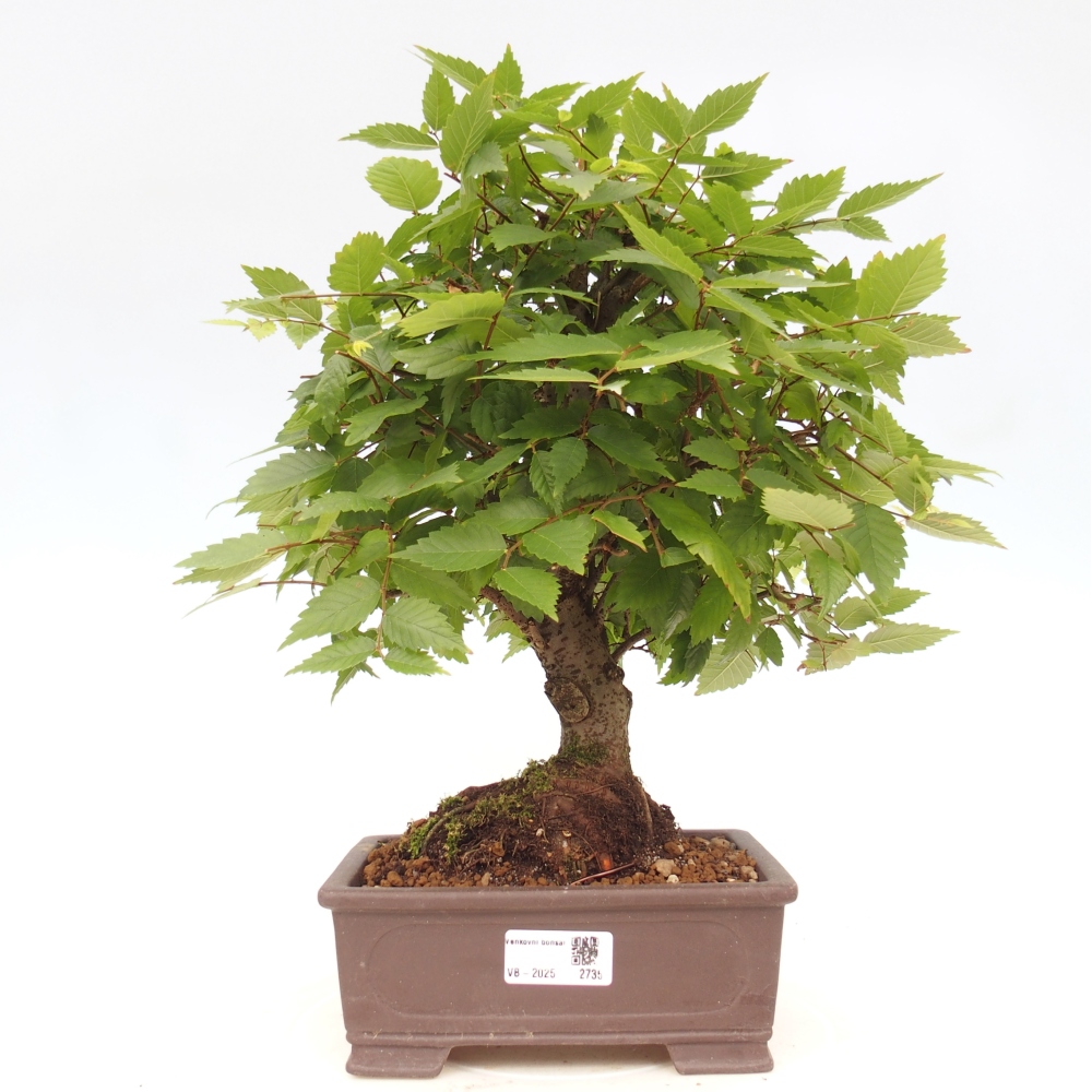 Kültéri bonsai - Zelkova - Zelkova NIRE
