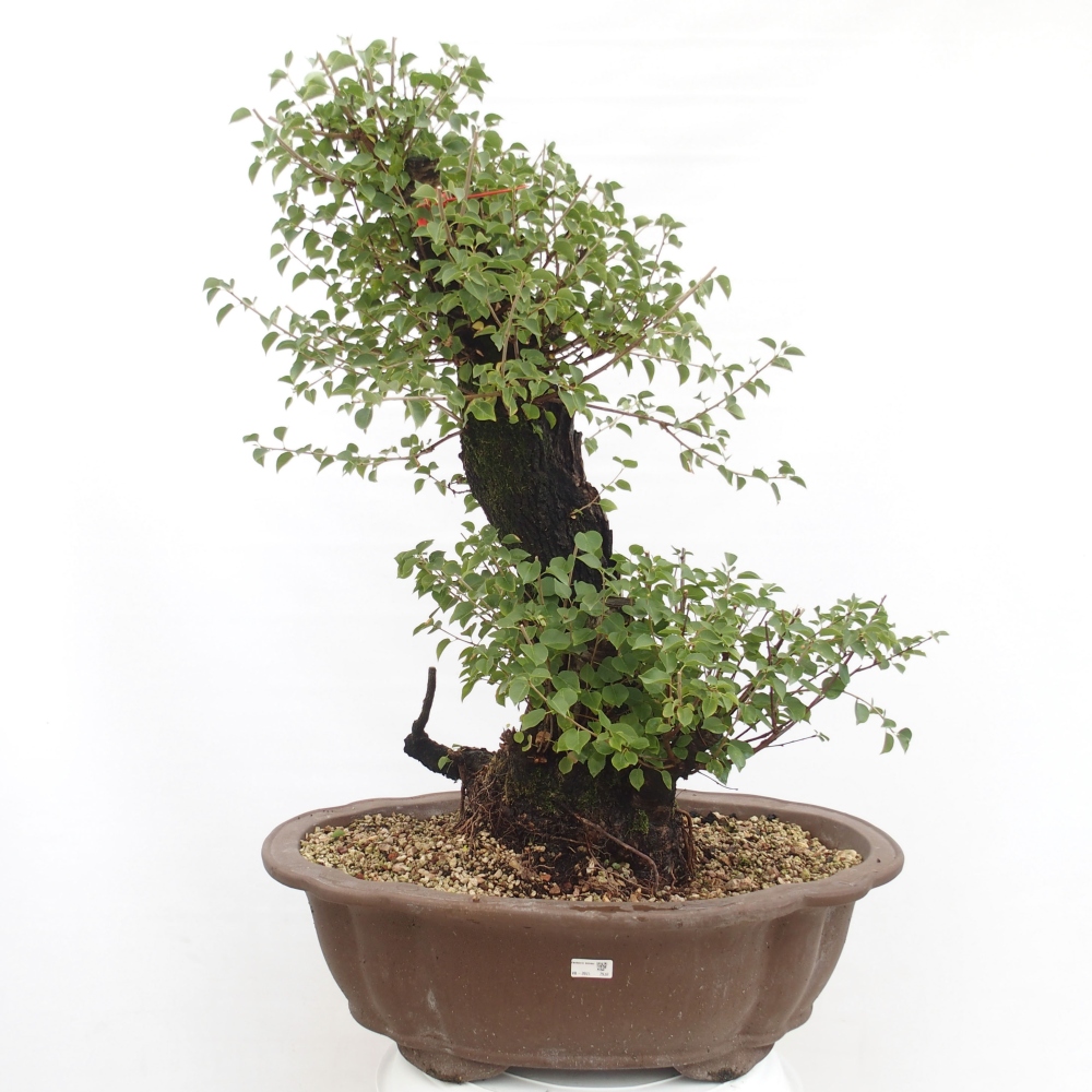 Kültéri bonsai - Mahalebka - Prunus mahaleb - Prunus mahaleb
