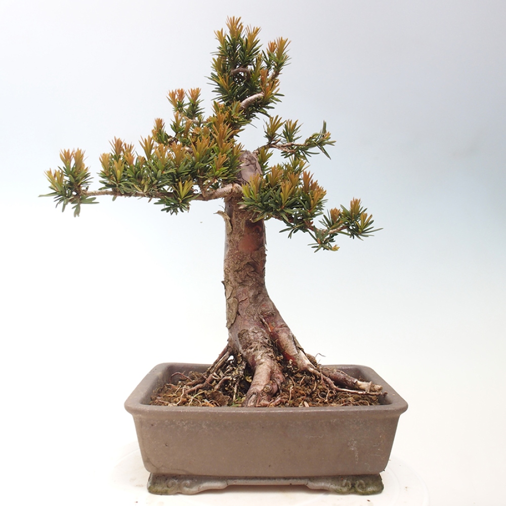 Kültéri bonsai - Taxus cuspidata - japán tiszafa
