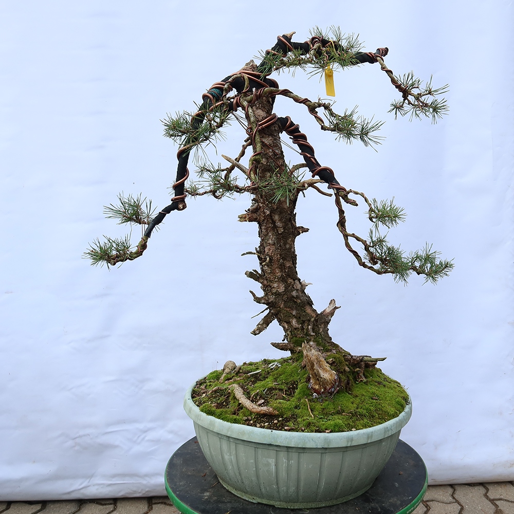 Pinus sylvestris Spanyolország – erdei fenyő