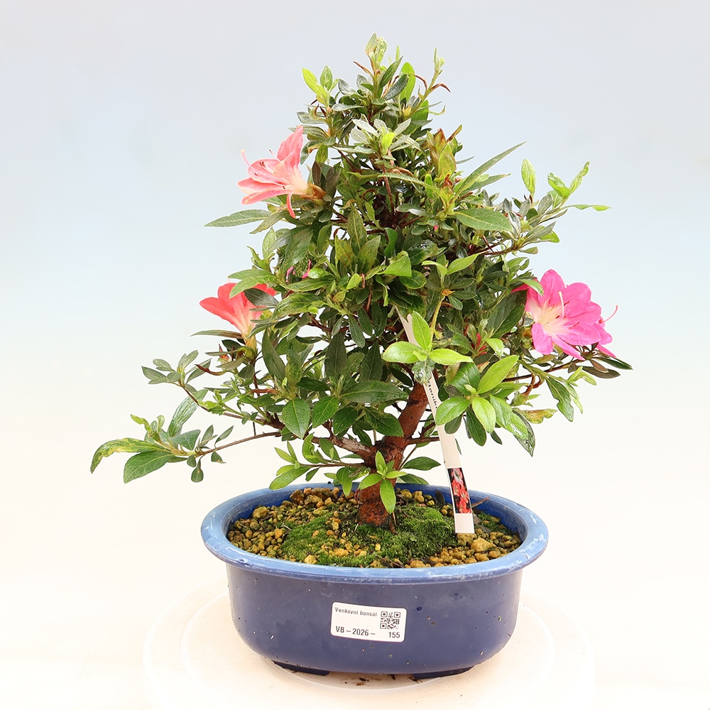 Kültéri bonsai - Japán azálea - Azalea Beniko