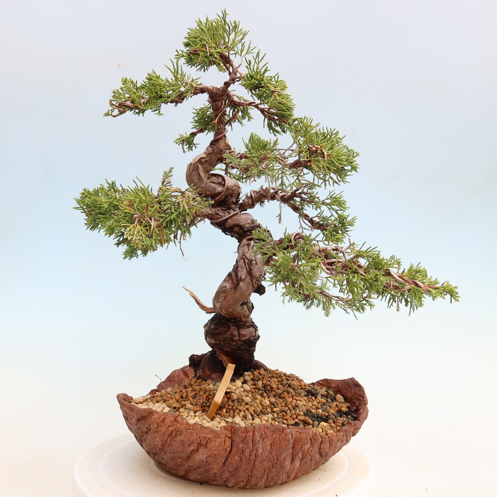 Kültéri bonsai - Juniperus chinensis Itoigawa-Juniperus chinensis