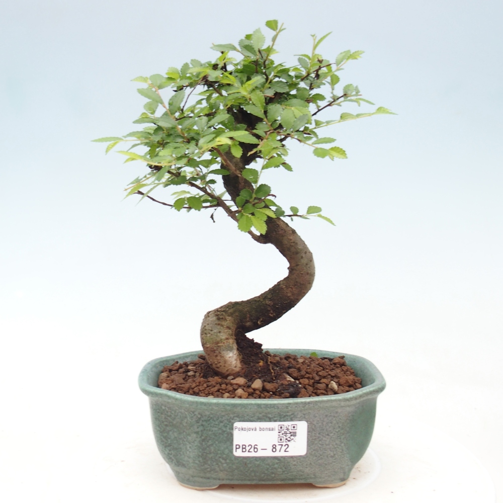 Szobai bonsai - Ulmus parvifolia - Kislevelű szilfa