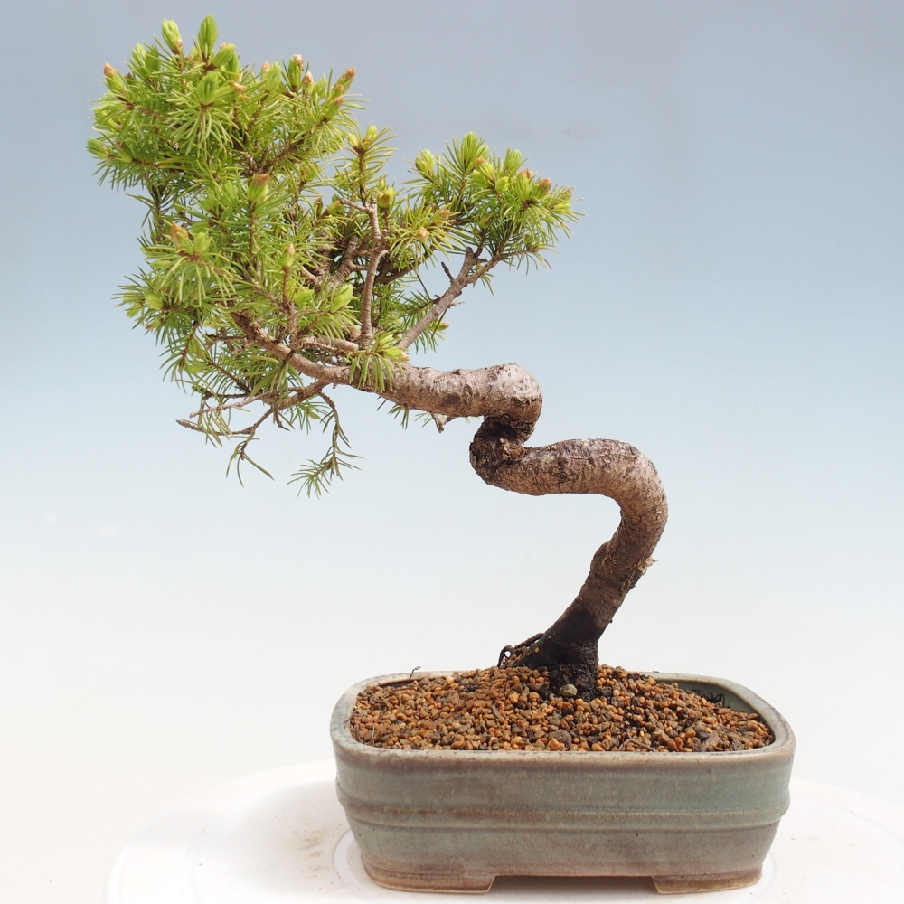 Kültéri bonsai - lucfenyő - Picea glauca globe
