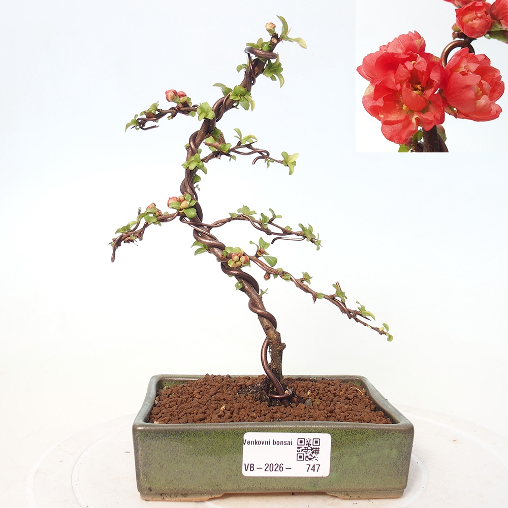 Kültéri bonsai - Chaneomeles s. Red Joy - birs