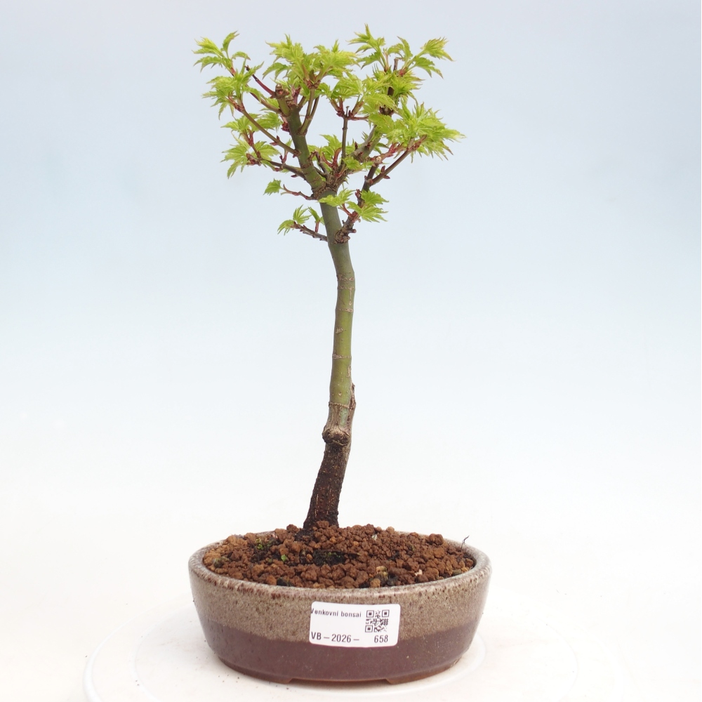 Kültéri bonsai -Javor pálma Acer palmatum Shishigashira