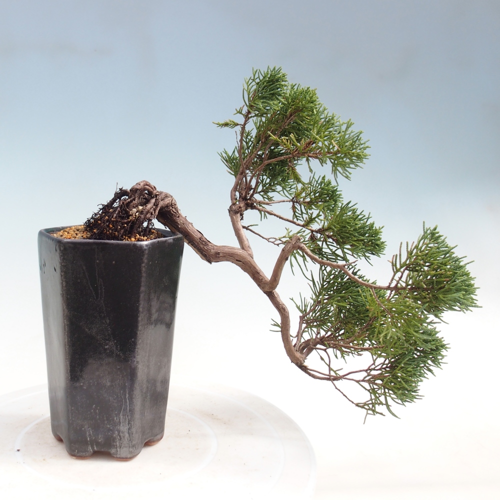 Kültéri bonsai - Juniperus chinensis Kishu