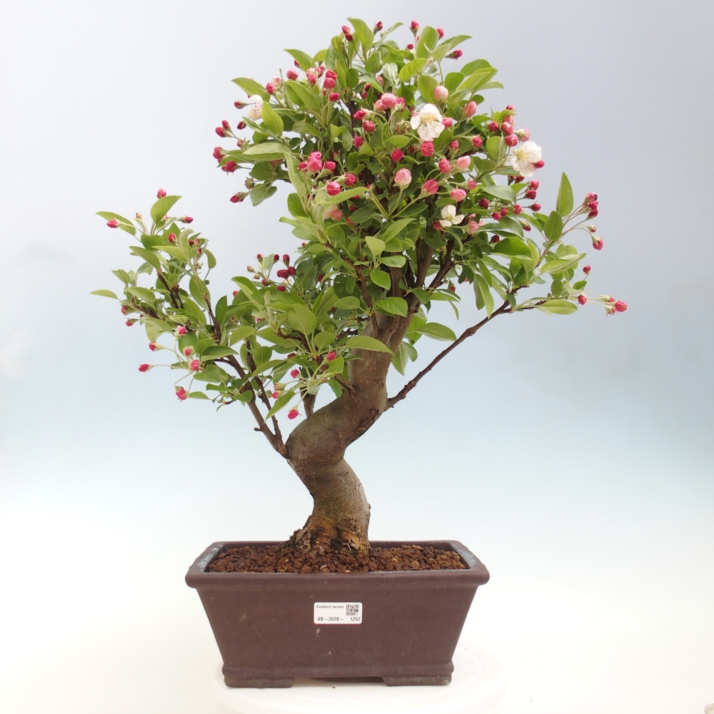 Kültéri bonsai -Malus halliana - Kis gyümölcsű almafa
