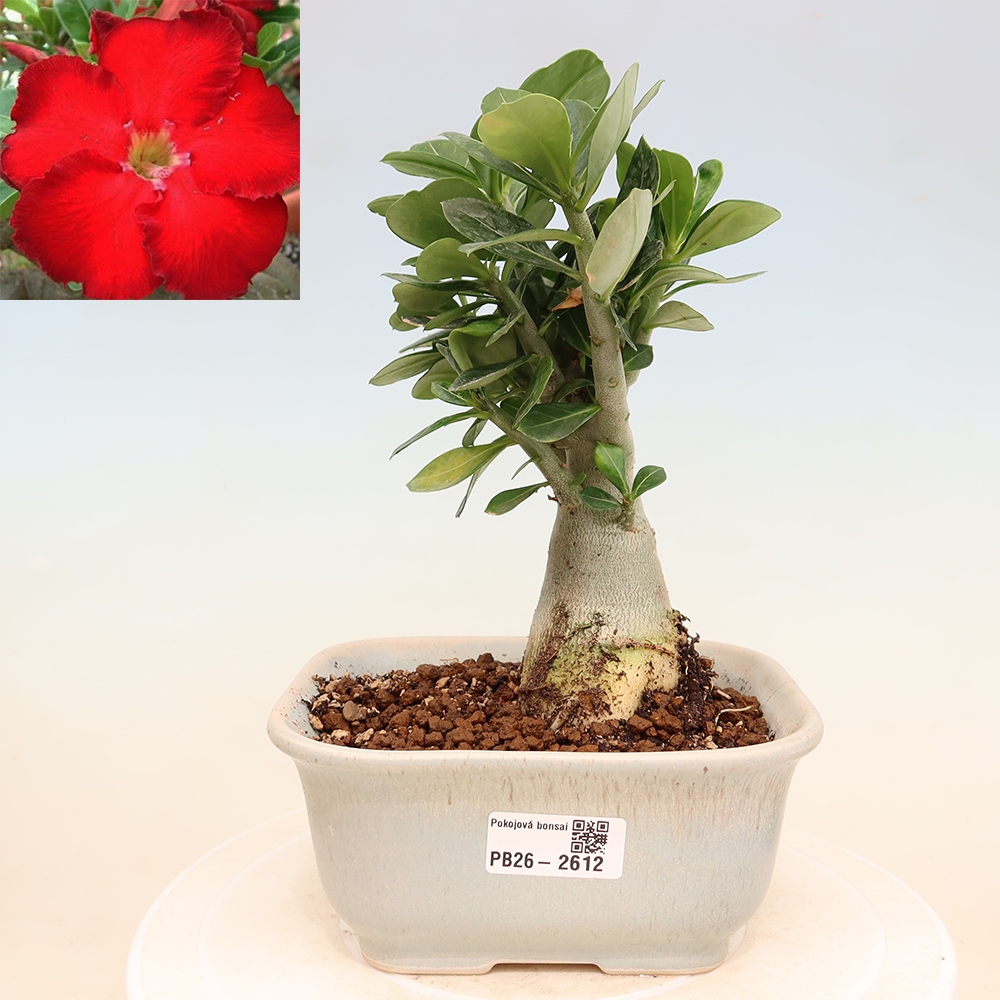 Szobabonsai – Adenium obesum Red Star – Sivatagi rózsa