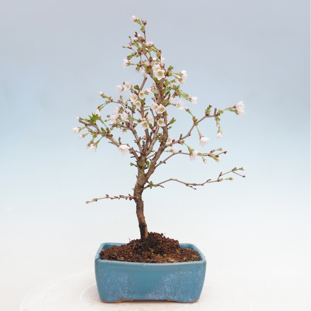 Kültéri bonsai - Prunus incisa Kojou-no mai-Plivon kivágva
