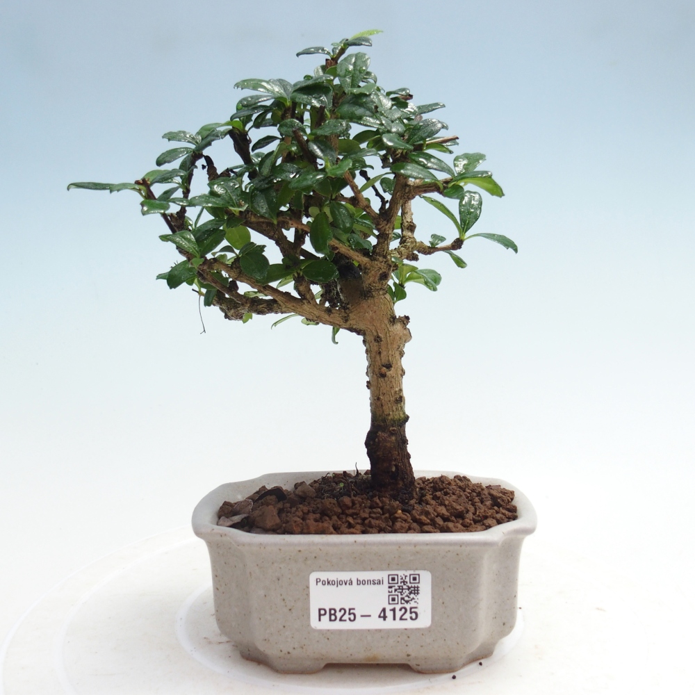 Szobai bonsai - Carmona macrophylla - Tea fuki