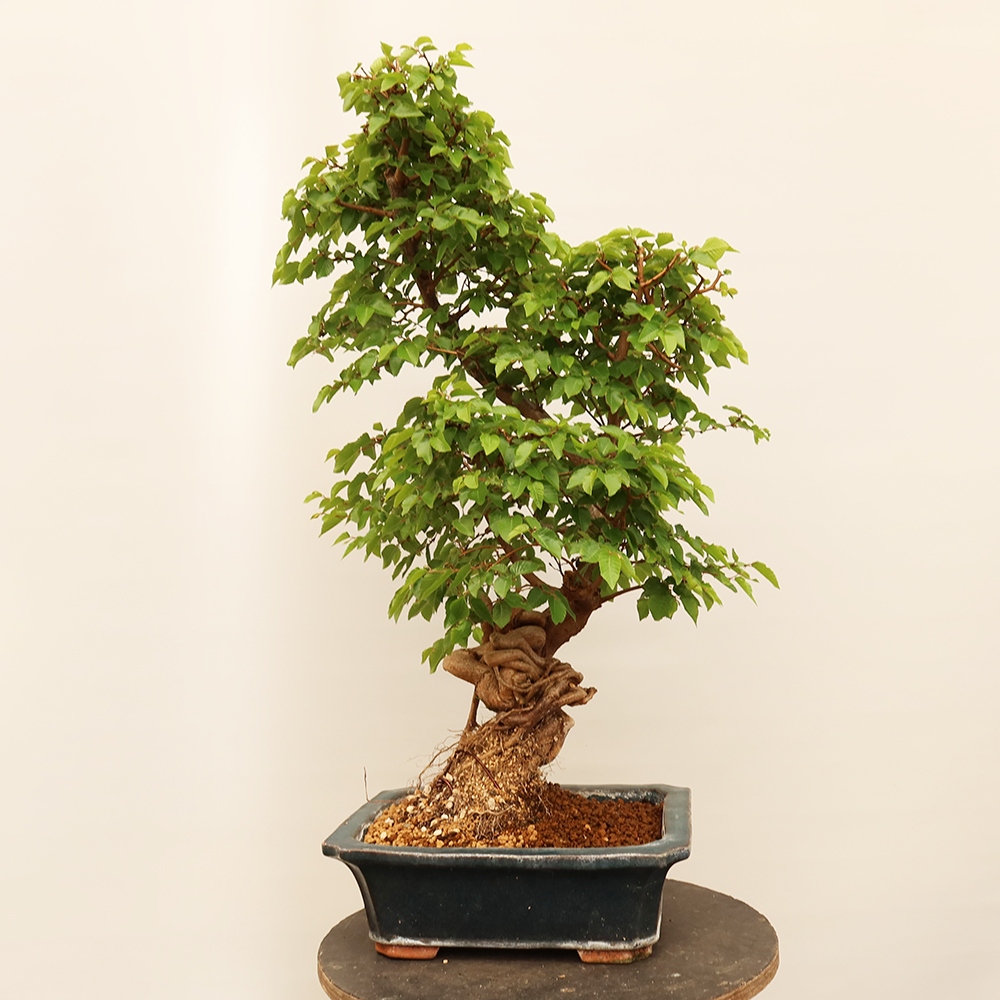 Kültéri bonsai -Carpinus Coreana - Koreai gyertyánfa