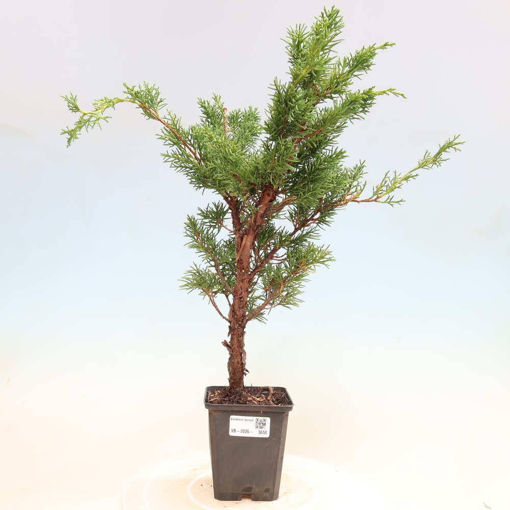 Kültéri bonsai - Juniperus chinensis Kishu