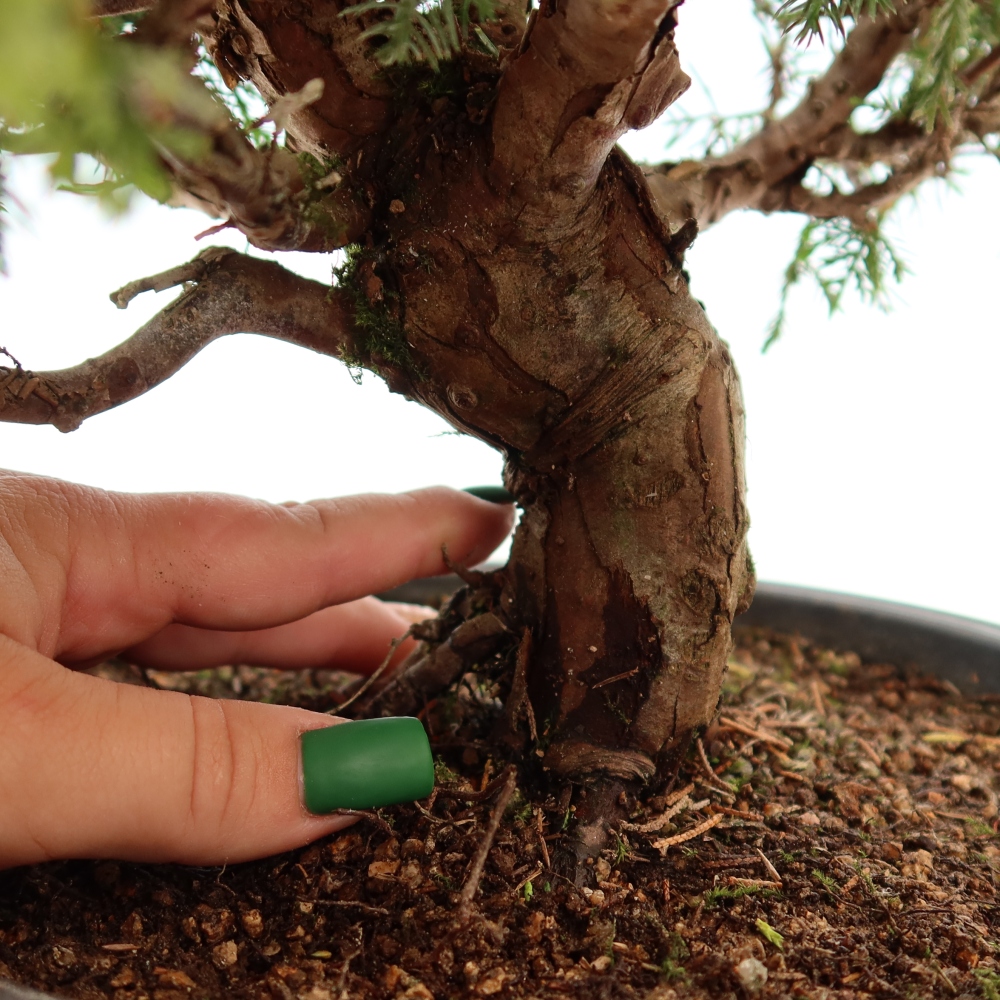 Kültéri bonsai - Juniperus chinensis Itoigawa-Juniperus chinensis