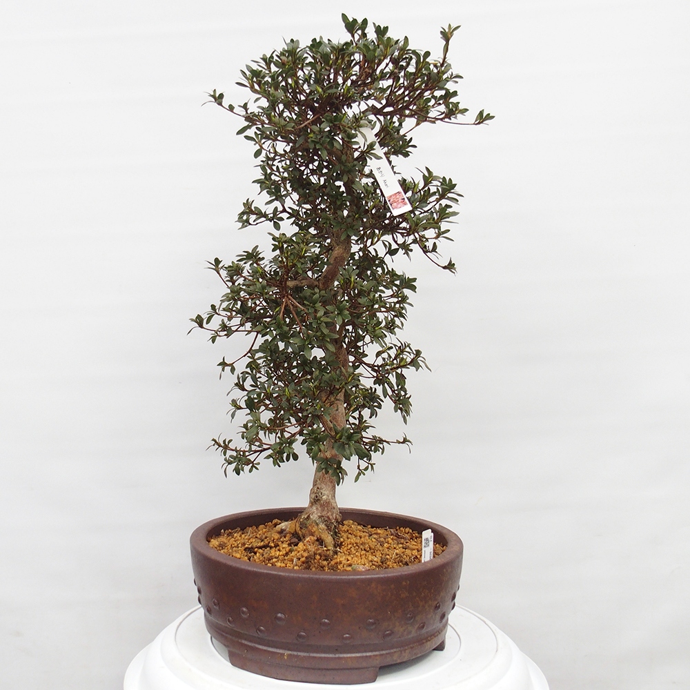 Kültéri bonsai - Japán azálea - Azalea Akari