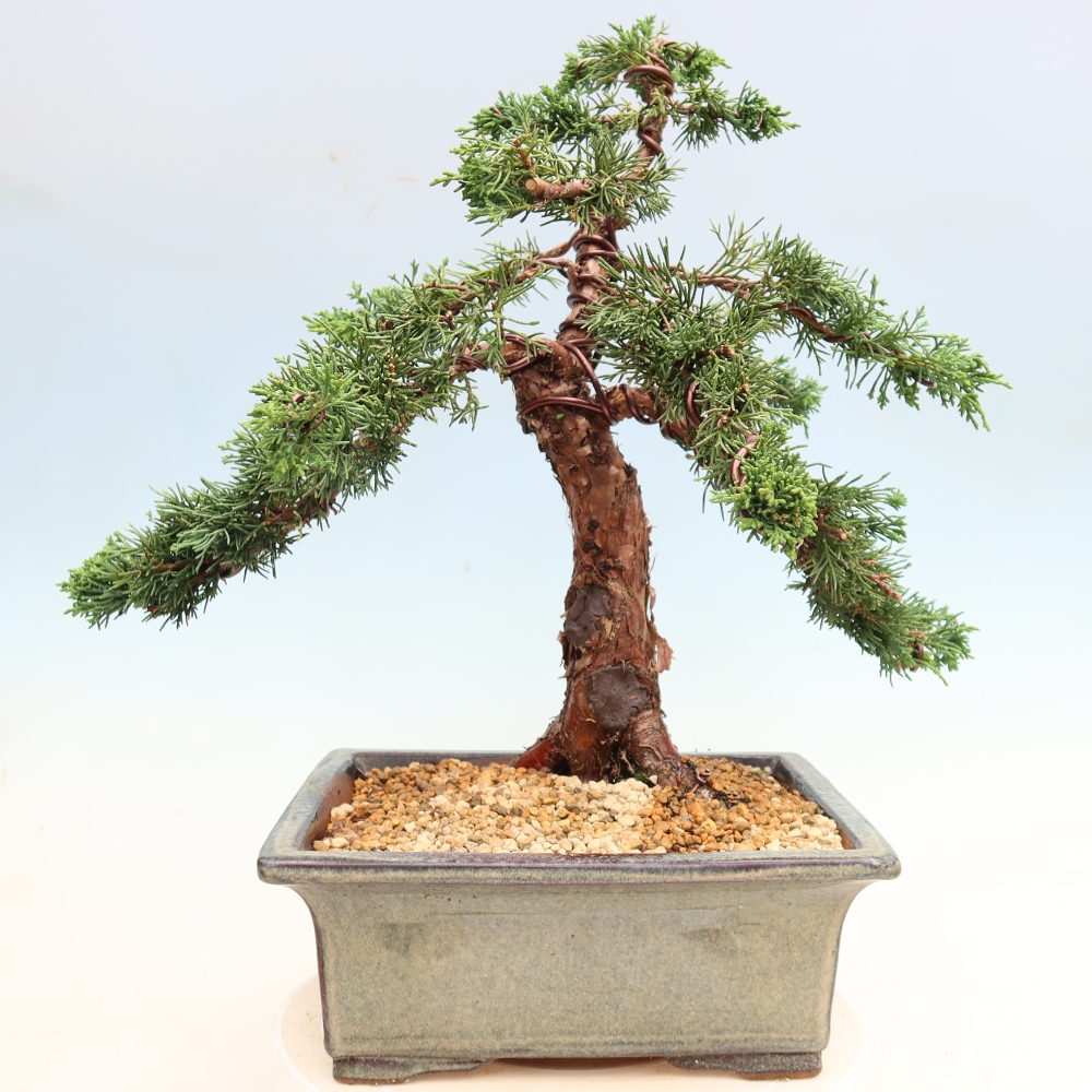 Kültéri bonsai - Juniperus chinensis Kishu