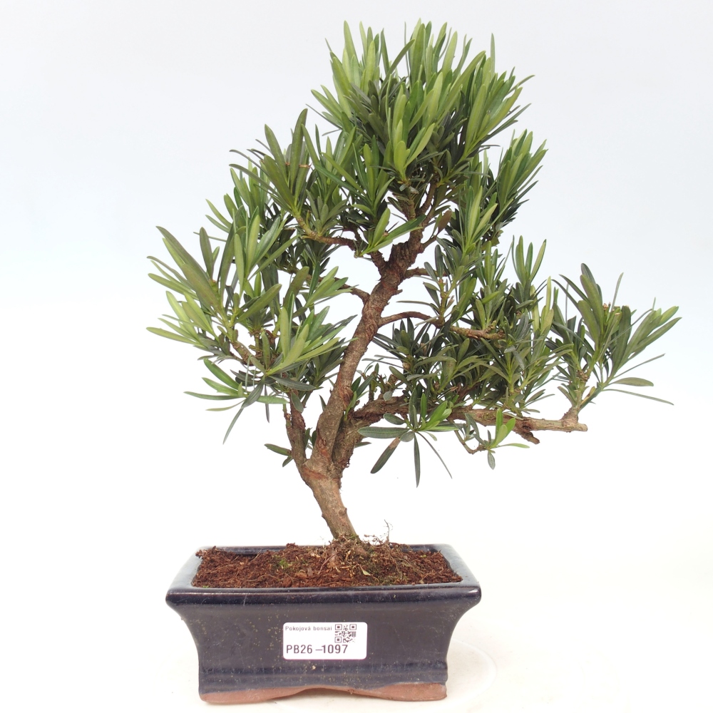 Szobai bonsai - Podocarpus - Kőtiszafa