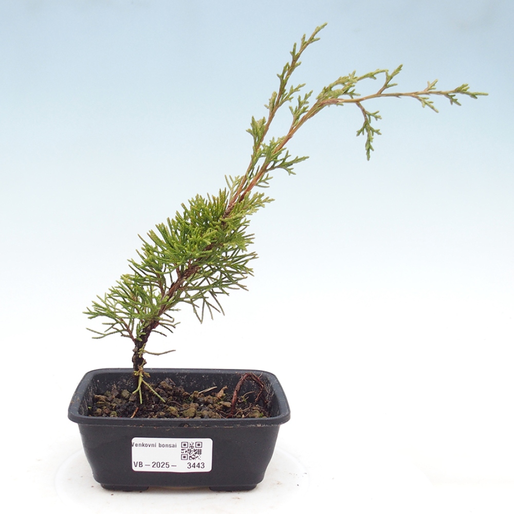 Kültéri bonsai - Juniperus chinensis Itoigawa