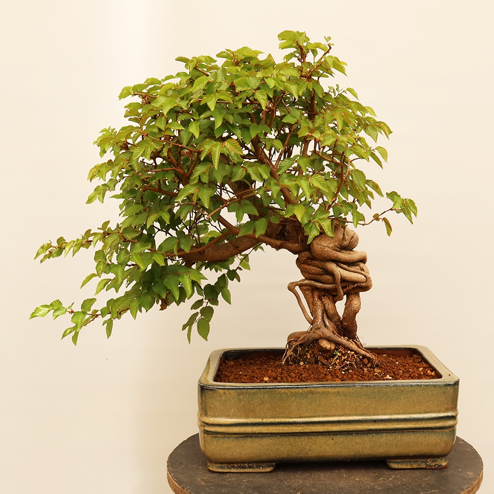 Kültéri bonsai -Carpinus Coreana - Koreai gyertyánfa