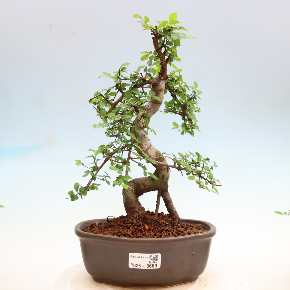 Szobai bonsai - Ulmus parvifolia - Kislevelű szilfa
