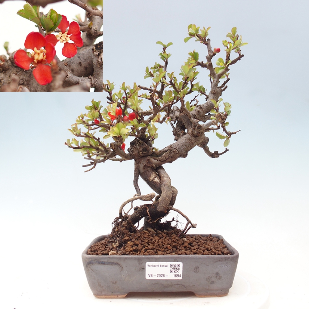 Kültéri bonsai - Chaneomeles speciosa - birs