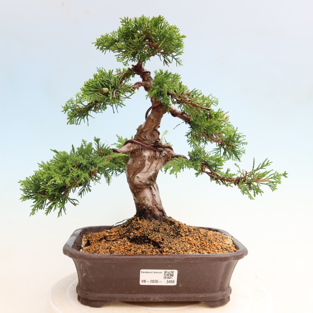 Kültéri bonsai - Juniperus chinensis Itoigawa-Juniperus chinensis