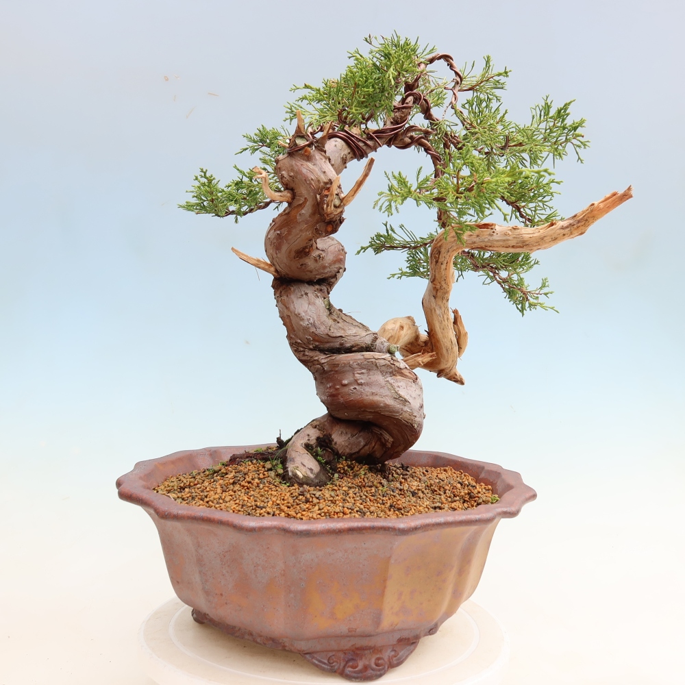 Kültéri bonsai - Juniperus chinensis Itoigawa-Juniperus chinensis