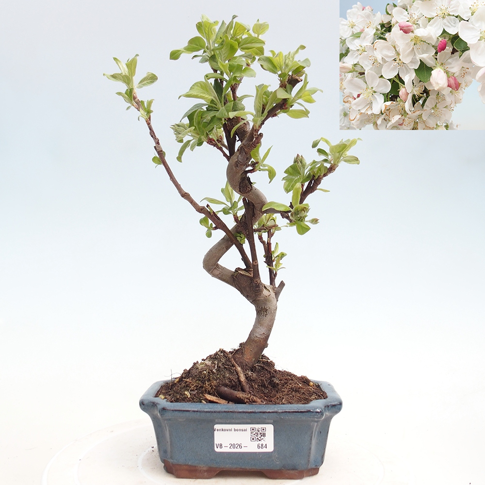Kültéri bonsai -Malus halliana - Kis gyümölcsű almafa