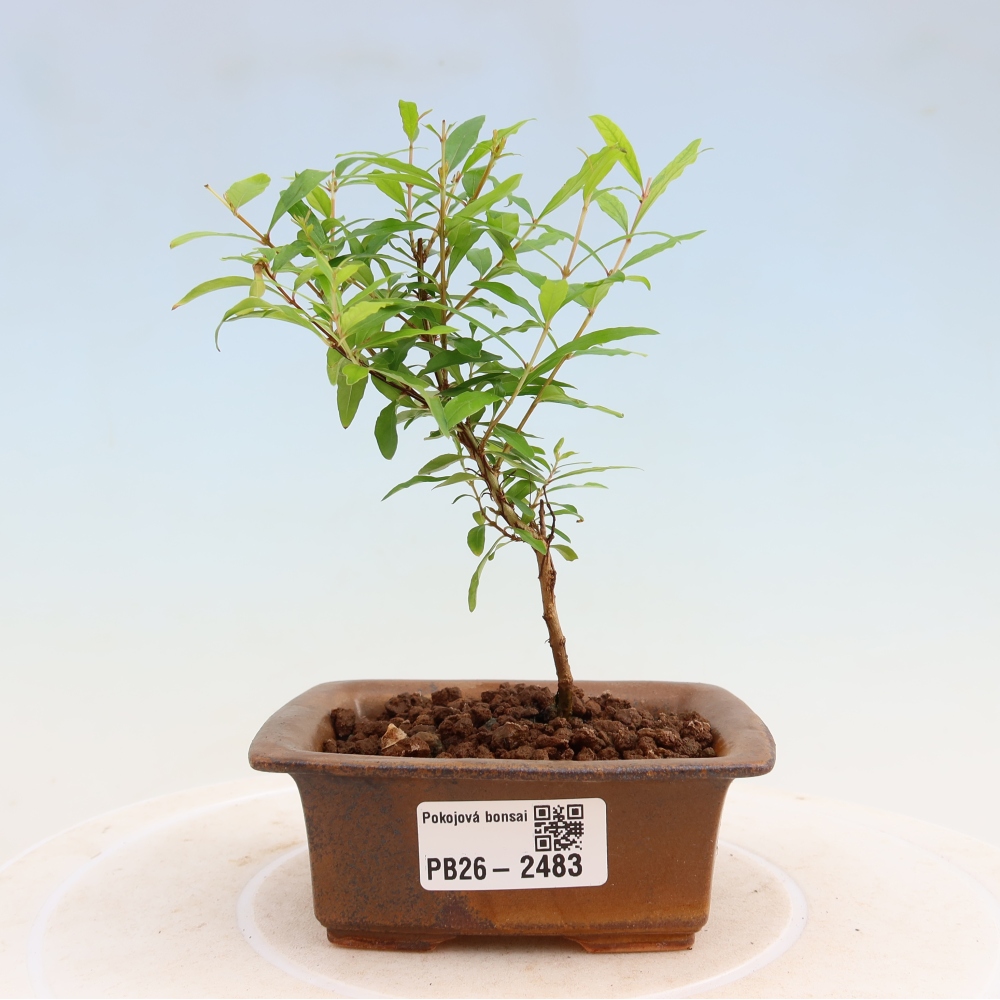Szobai bonsai-PUNICA granatum nana-gránátalma
