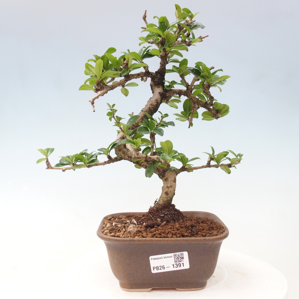Szobai bonsai - Carmona macrophylla - Tea fuki