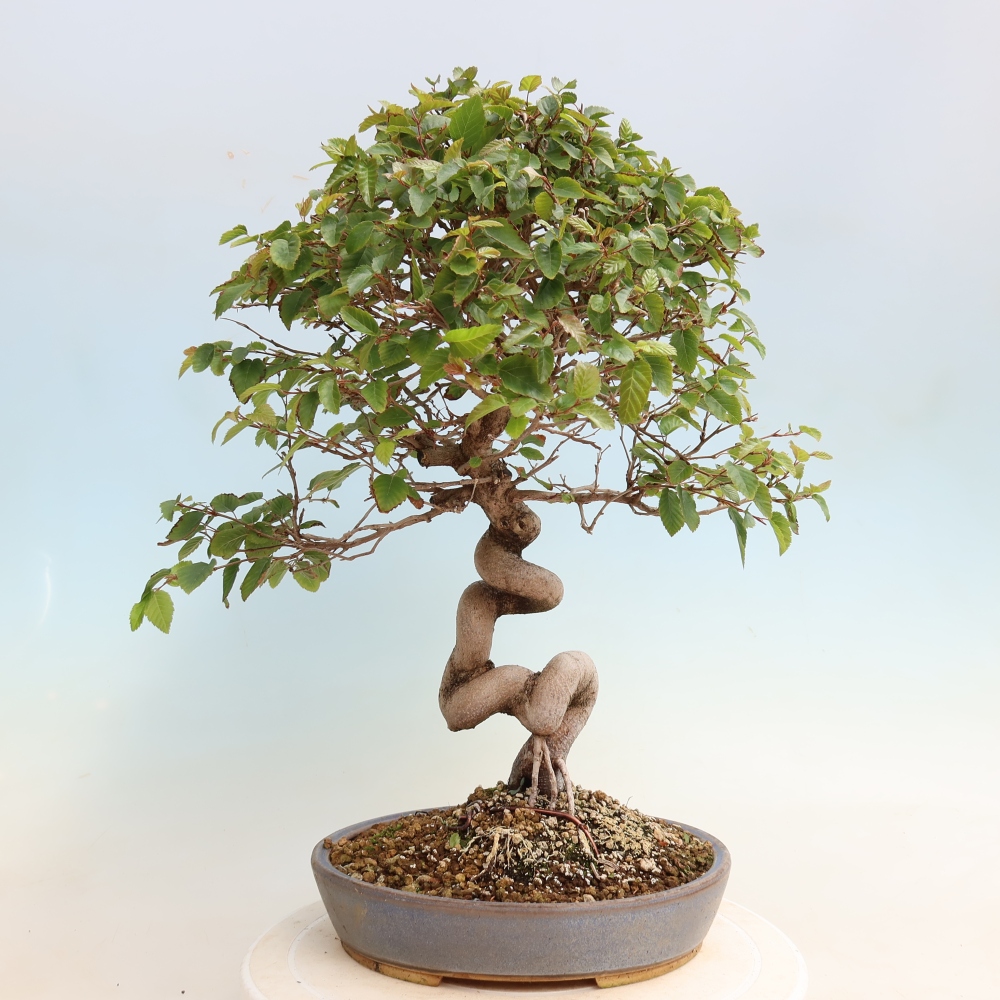 Kültéri bonsai -Carpinus CARPINOIDES - Koreai gyertyánfa