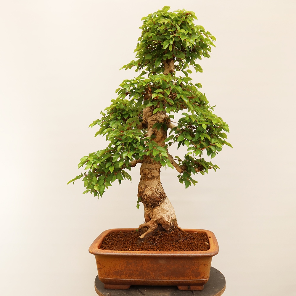 Kültéri bonsai -Carpinus Coreana - Koreai gyertyánfa