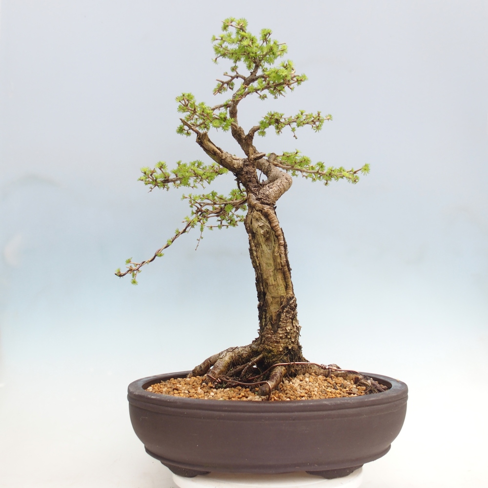 Kültéri bonsai -Larix decidua - vörösfenyő - Csak raklapon szállítható
