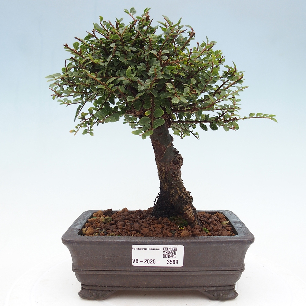 Kültéri bonsai - Ulmus parvifolia Hokkaido - Kínai szil - Ulmus parvifolia Hokkaido