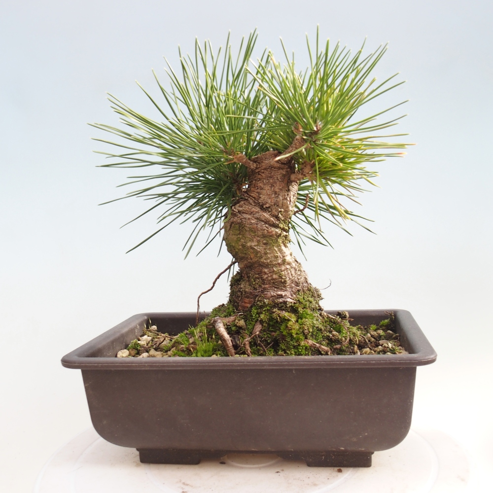 Kültéri bonsai - Pinus thunbergii - Thunberg fenyő