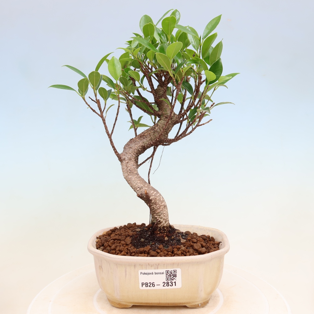 Szobai bonsai - Ficus kimmen - kislevelű fikusz