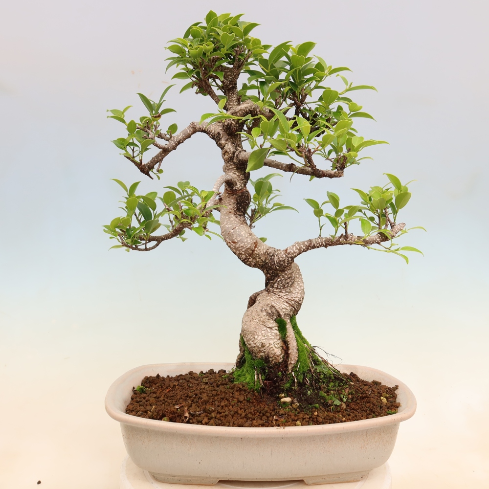 Szobai bonsai - Ficus kimmen - kislevelű fikusz