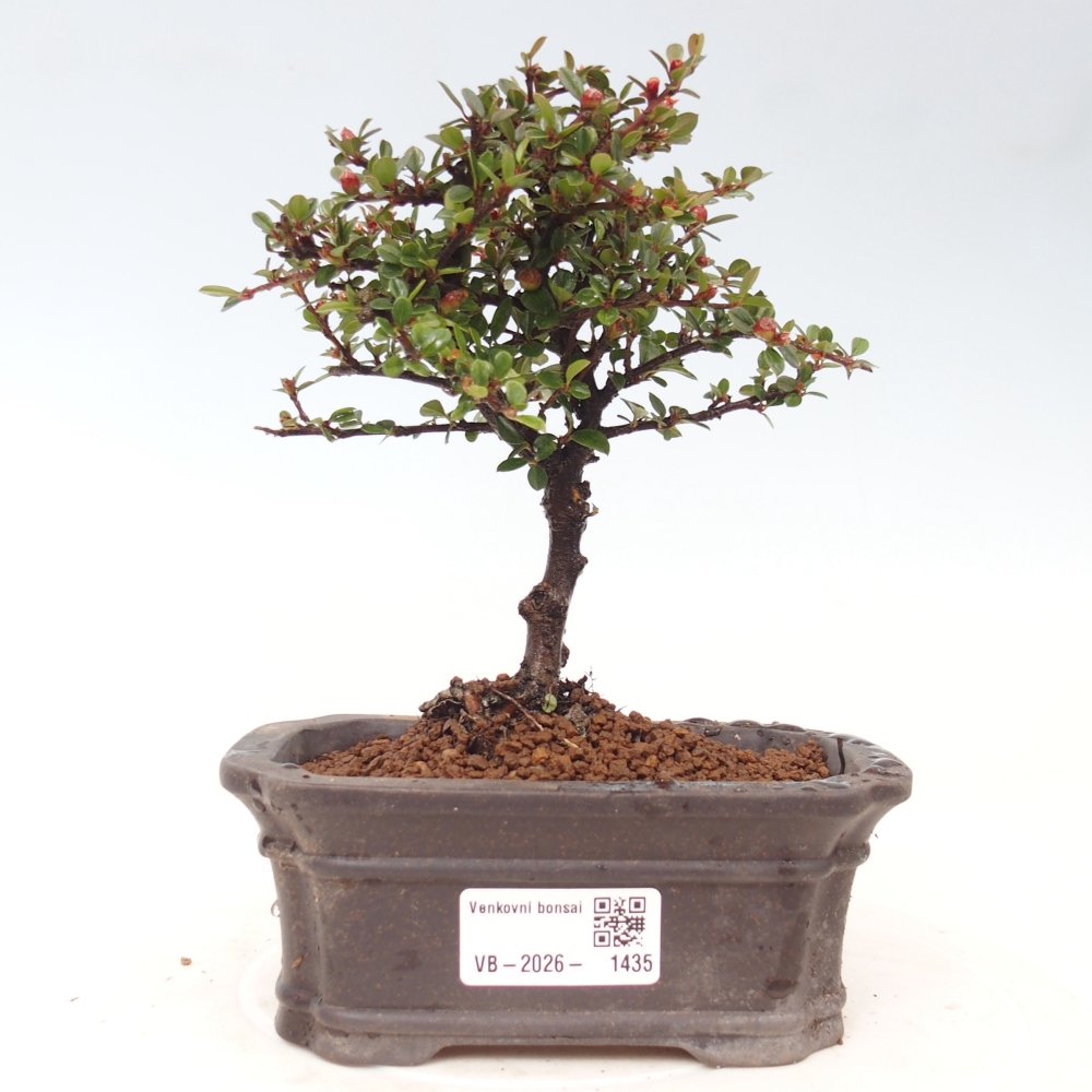 Kültéri bonsai - Cotoneaster horizontalis - Rocky Mountain