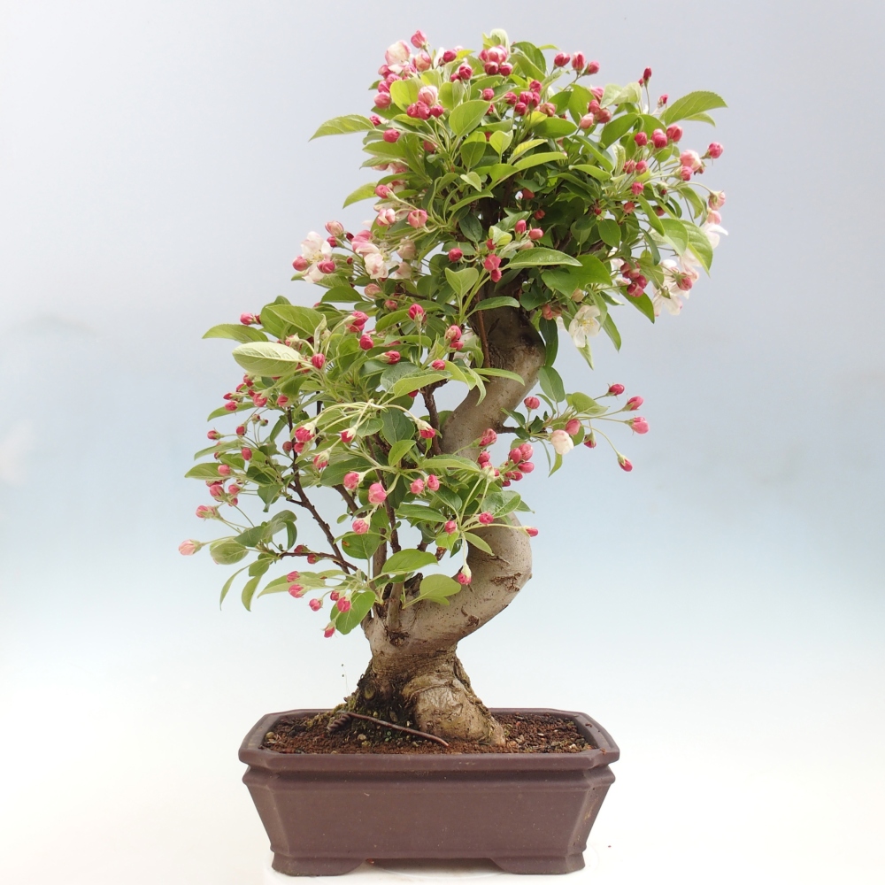 Kültéri bonsai -Malus halliana - Kis gyümölcsű almafa