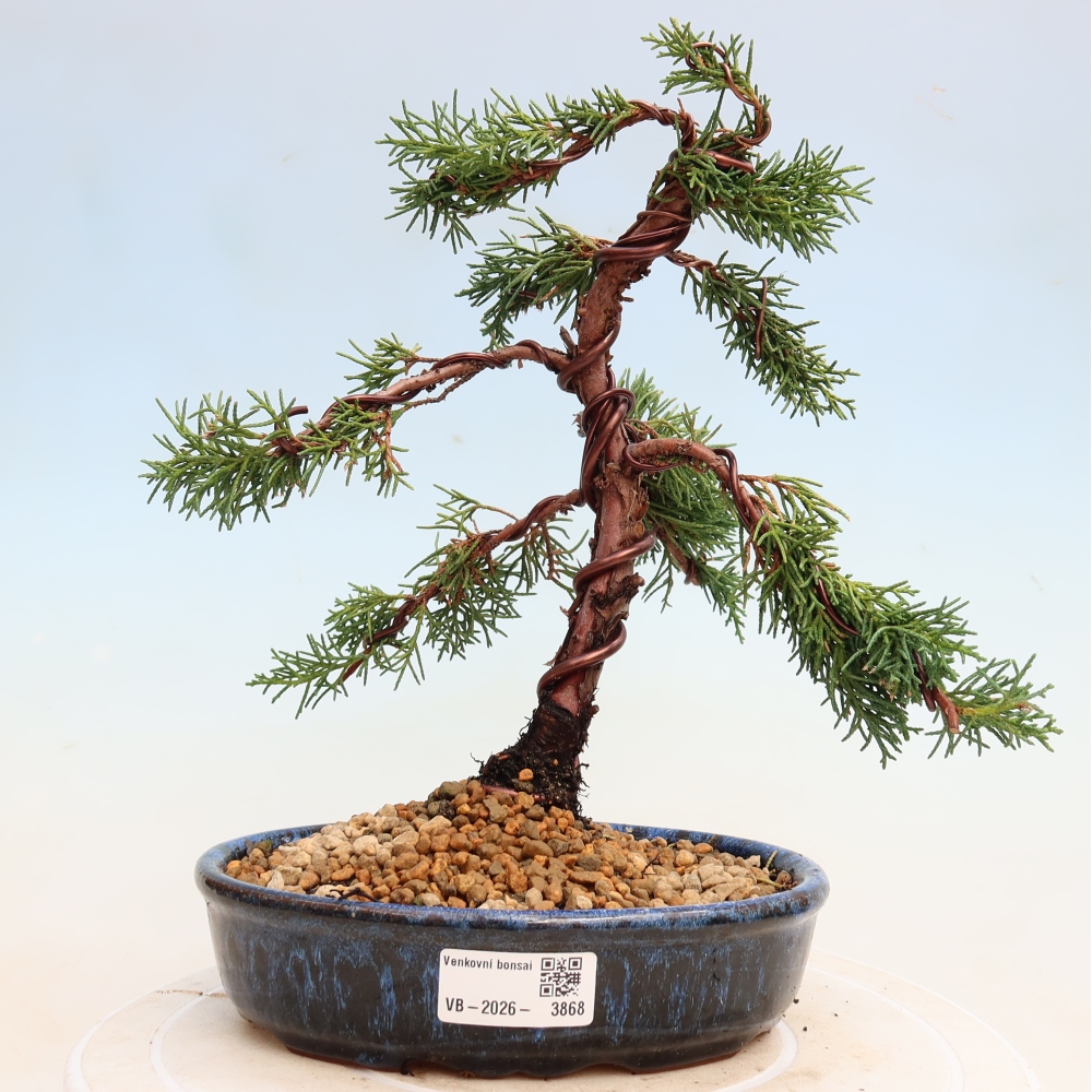 Kültéri bonsai - Juniperus chinensis Kishu