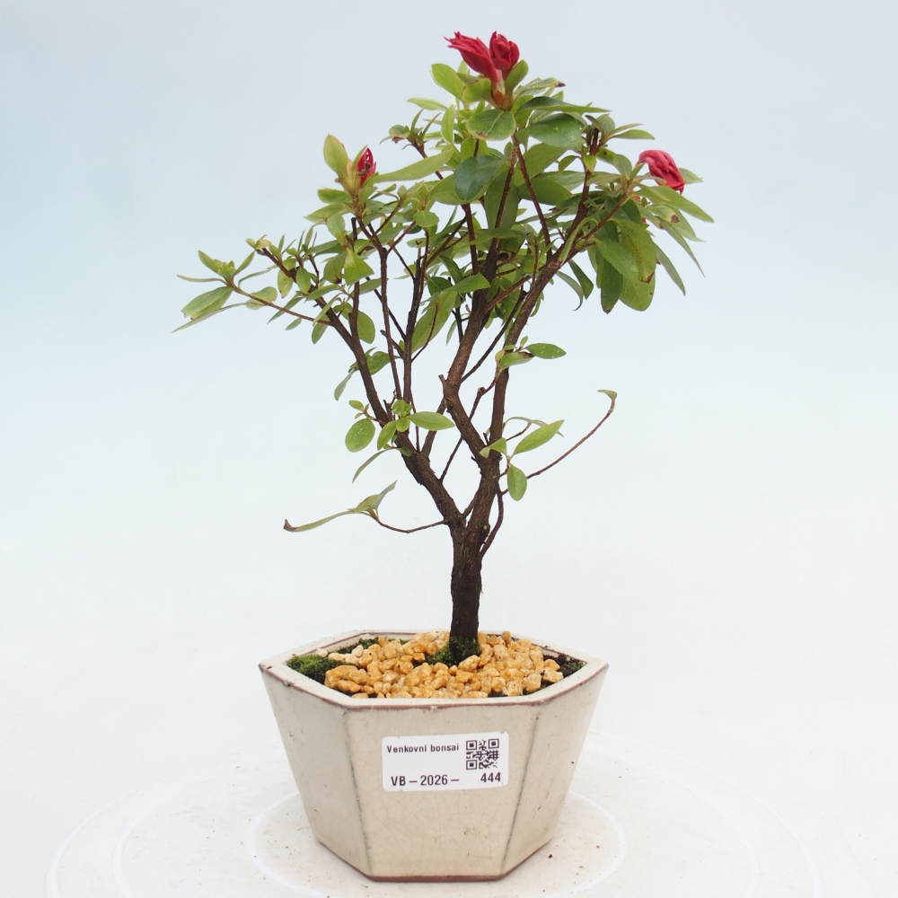 Kültéri bonsai - japán azálea - Azalea sp.