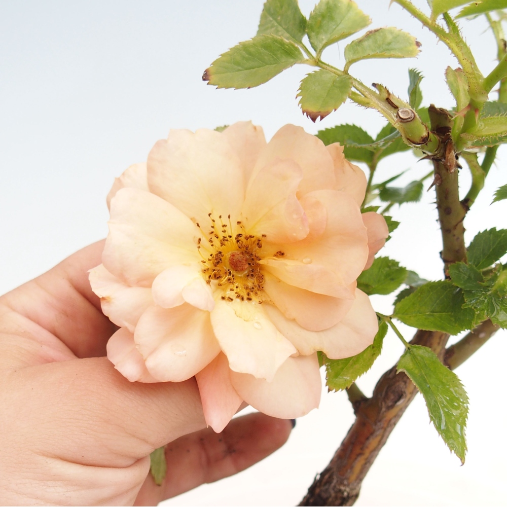 Kültéri bonsai - Rosa Kordes - rózsa