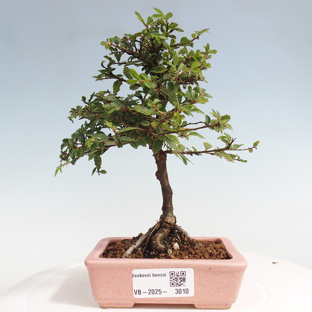 Kültéri bonsai - Ulmus parvifolia Sagei - Kislevelű szilfa