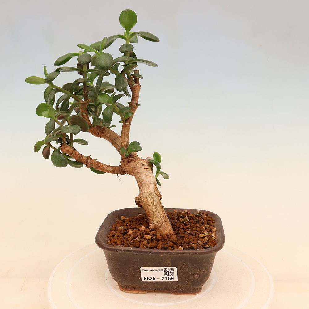 Szoba bonsai - Portulakaria Afra - Tlustice