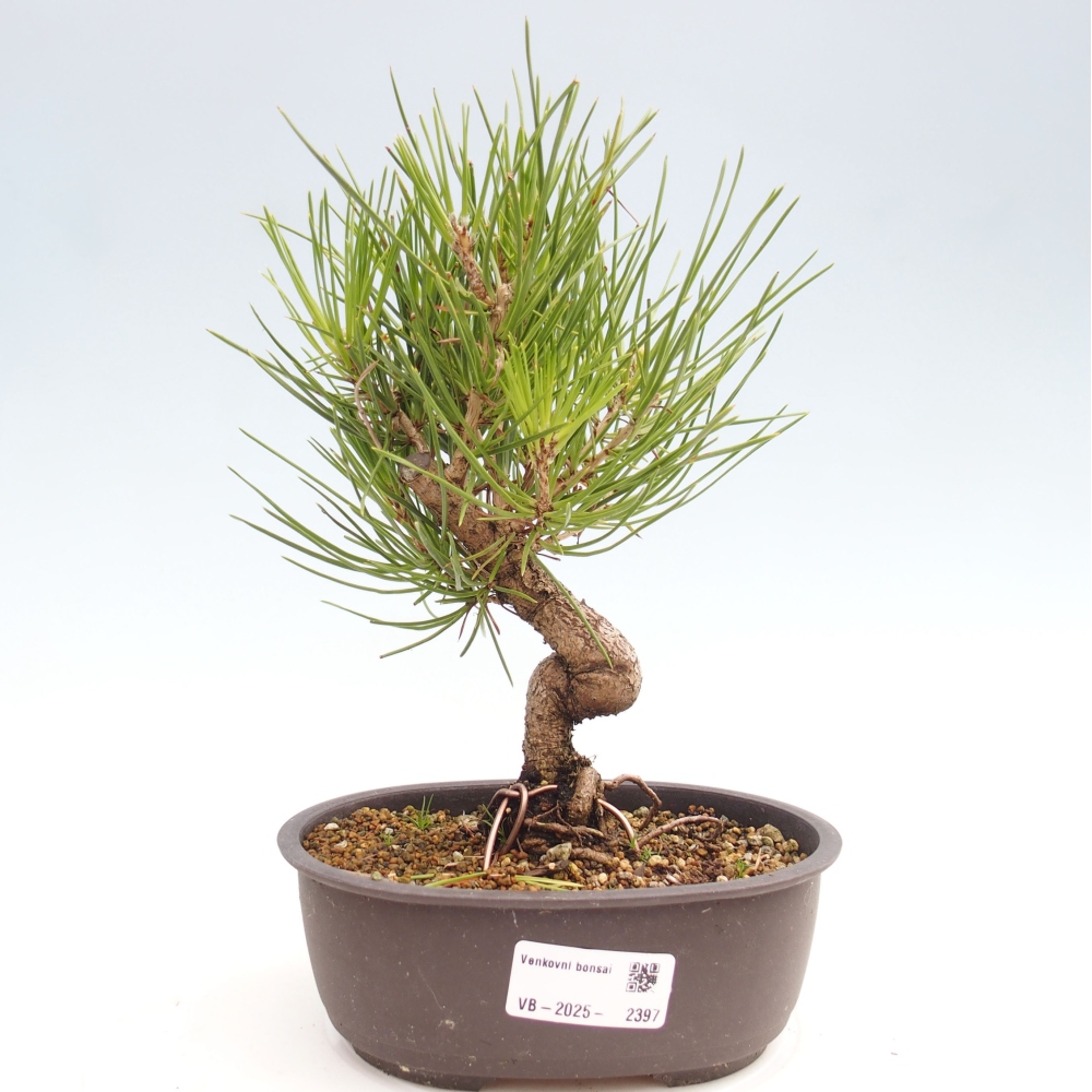 Kültéri bonsai - Pinus thunbergii - Thunberg fenyő