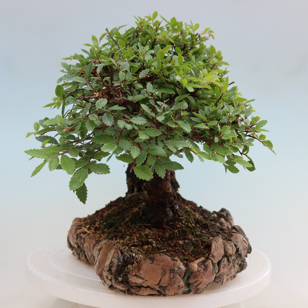 Kültéri bonsai – Zelkova – Zelkova NIRE – kis erdő