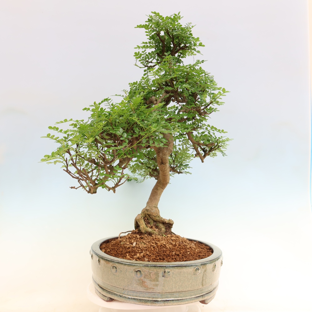 Szobai bonsai - Zantoxylum piperitum - borsfa