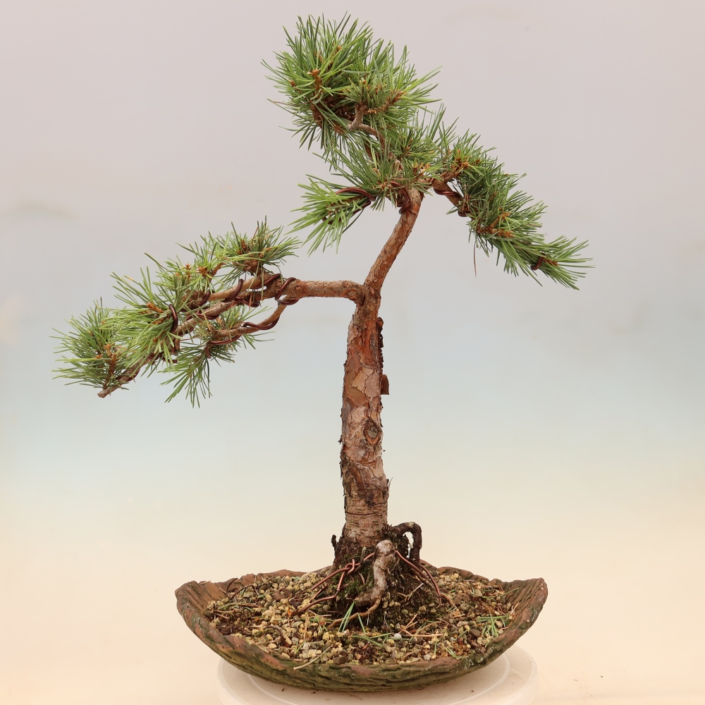 Kültéri bonsai - Pinus Sylvestris Watererri - erdeifenyő